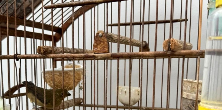VR: Ação integrada resgata 11 animais mantidos irregularmente em propriedade no Jardim Suíça